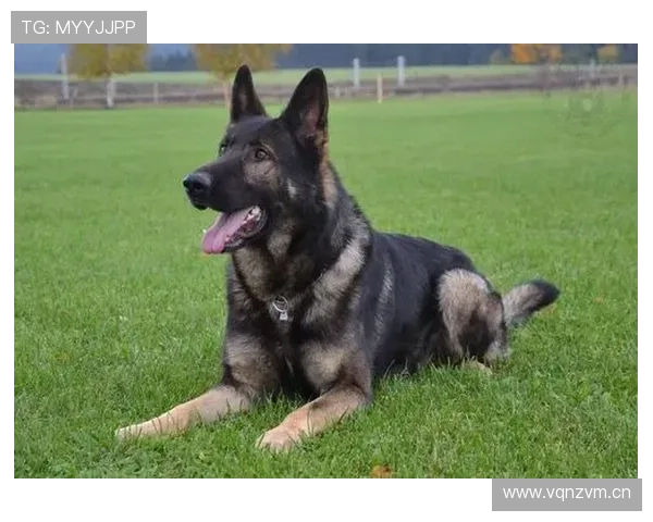 特伦特·亚历山大-阿诺德vs坎塞洛：组织型边卫发展路径对比分析